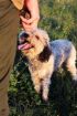 Picture of Prodan Tartufi – Truffle Hunting & Gourmet Magic in the Heart of Istria